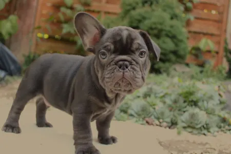 Französische Bulldogge - Amigo