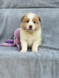 Border Collie - Ee-red Boy