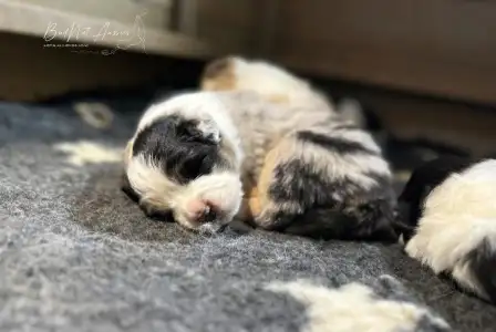 Australian Shepherd - Budnat Aussies Golden Glims Of Joy " Joyce"