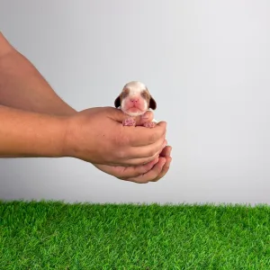 Cavalier King Charles spániel - Camelot