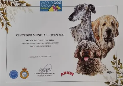 Wasserhund der Romagna - Artemis Floresti