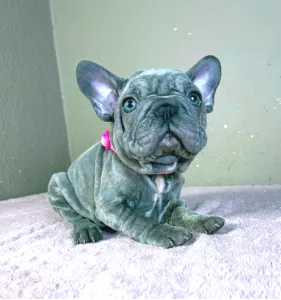 French Bulldog - Teresa