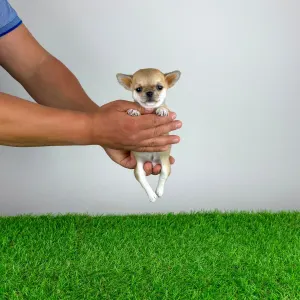 Chihuahua - Esta