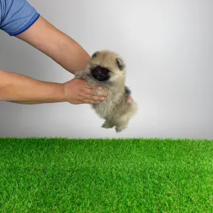 Pomeranian - Rolfie