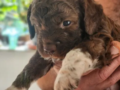 Lagotto Romagnolo - Aster
