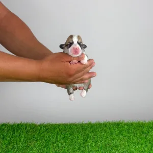 Welsh Corgi Pembroke - Camiro