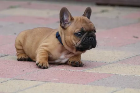 Französische Bulldogge - Usagi