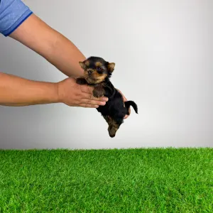 Yorkshire terrier - Gizi