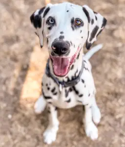 Dalmatian - Bingo