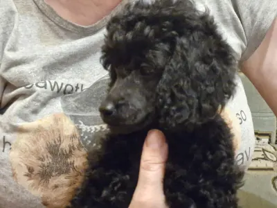 Törpe uszkár - Ajda