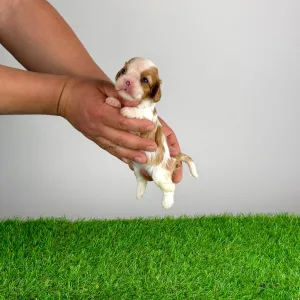 Кавалер кинг-чарльз-спаниель - Kyrill