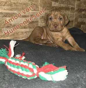 Hungarian Wire-haired Vizsla - Amon Vom Hunnenkessel