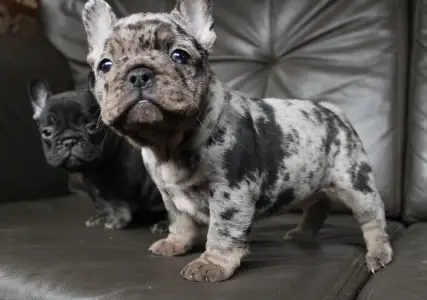 Francia bulldog - Willow 