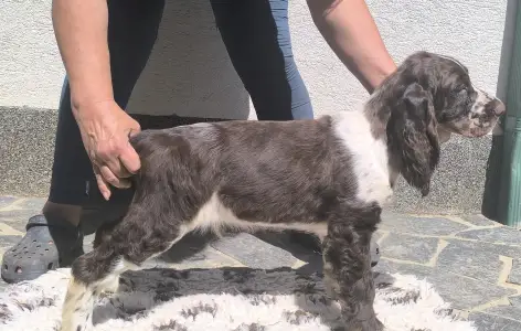 Springer spaniel angielski - Springer Nests Ziggy