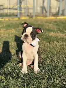 Boston Terrier - Yumba Nero Di Angelo