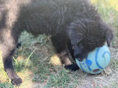 Mudi - Azúrkék-ragyogás Szerény