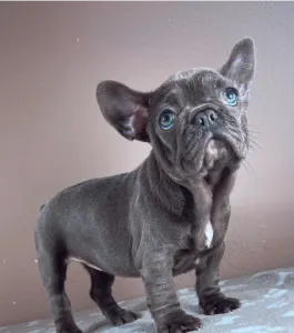 Francia bulldog - Ella