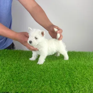 West Highland White Terrier - Holly