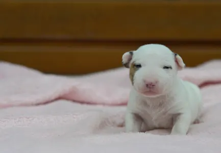 Miniatűr bullterrier - Laka