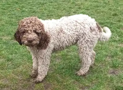 Lagotto Romagnolo - Aisha