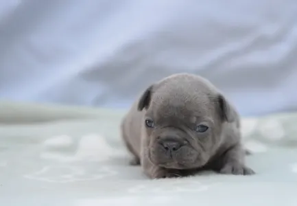 Französische Bulldogge - Monty