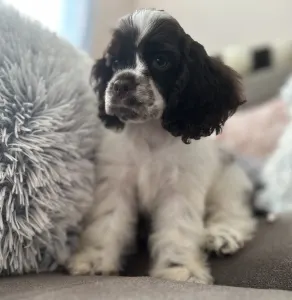 Amerikai cocker spániel - Candy Of Your Brilliand Diamond