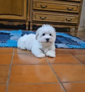 Coton de Tulear - Tim