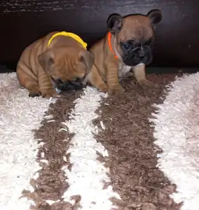 French Bulldog - Miora Frenchie Piper