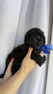 Той-пудель - Rafael Royal Legend Of The Kanis