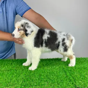 Australian Shepherd - Sillie