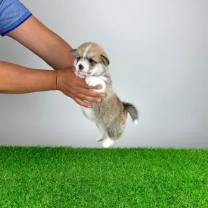 Pembroke Welsh Corgi - Zillo