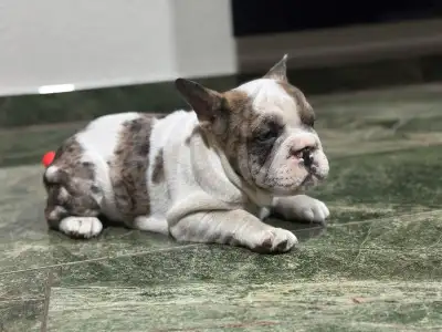 Bulldog francese - Bella