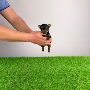 Yorkshire Terrier - Pancho