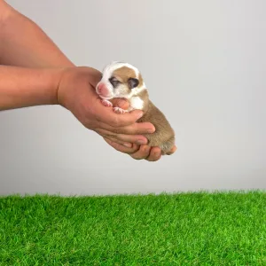 Pembroke Welsh Corgi - Yenna