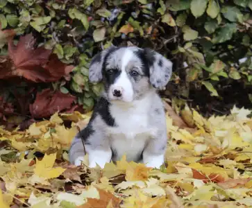 Welsh Corgi Cardigan - Axel Ebonit Exclusive