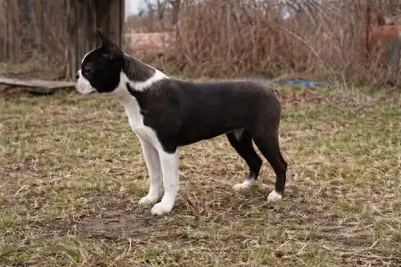 Boston terier - Jealous Jasmine