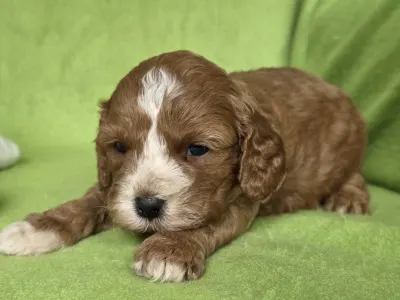 Cavapoo - Joker