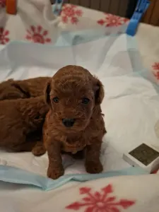 Pudel toy - Axel Christina Diamond Dream