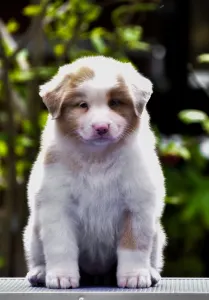 Австралийская овчарка - Winstead Petals From Mayfair