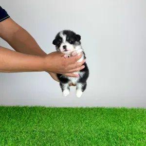 Welsh Corgi Pembroke - Enocy