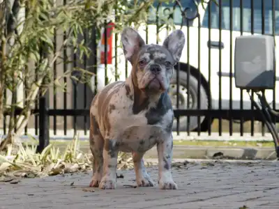 French Bulldog - Alíz