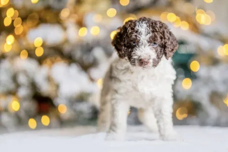 Spanish Waterdog - Es War Einmal Fruzzi Di Mare