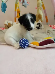 Terrier Jack Russell - Joyful Jack Candy