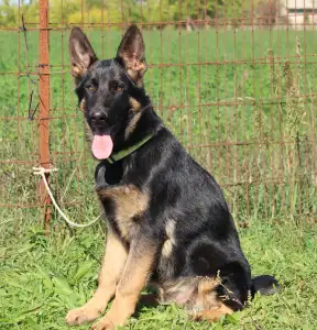 Deutsche Schäferhunde - Vaják