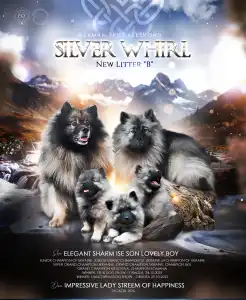 Wolfsspitz - Silver Whirl Boston Pride