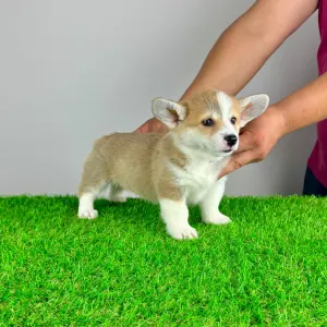 Pembroke Welsh Corgi - Penny