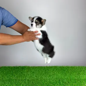 Welsh Corgi Pembroke - Benetton