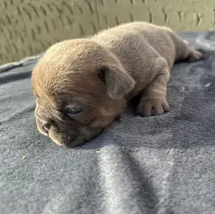 Francuski buldog - Kira