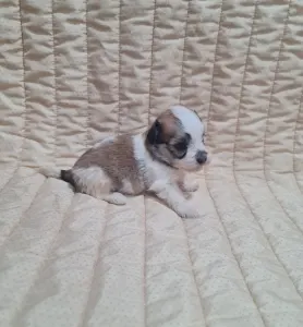 Havanese - Teddy