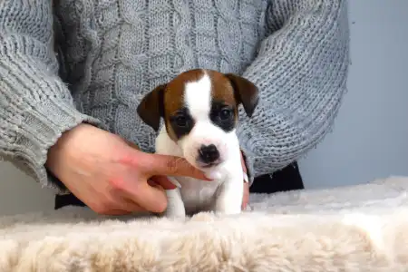 Jack Russell Terrier - Gold Leash Udon